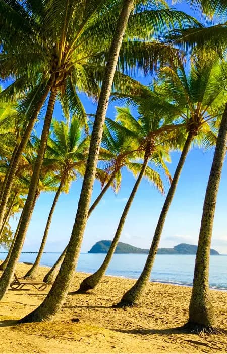 Palm Cove, Palm avenue